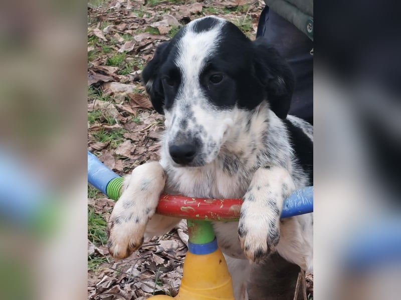 Conny wartet auf ihre Menschen!