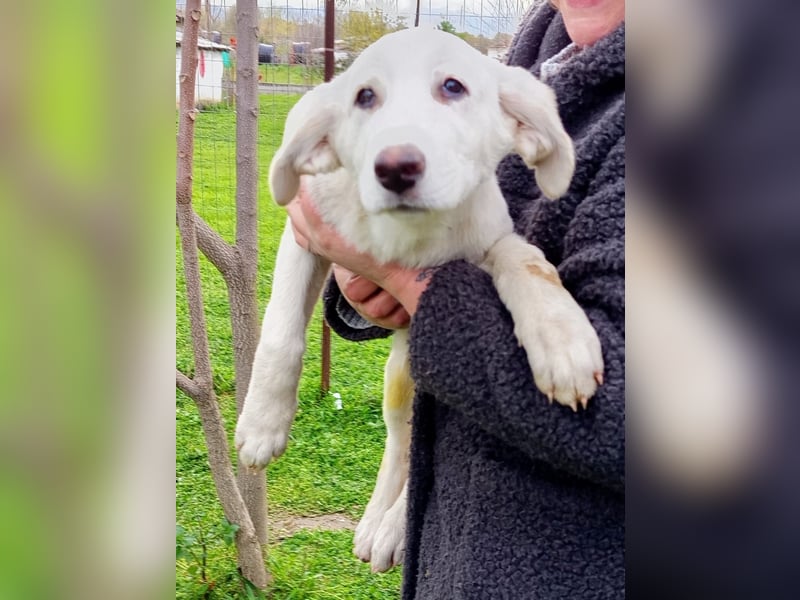 Angel-ein Engel sucht seinen Wirkungskreis