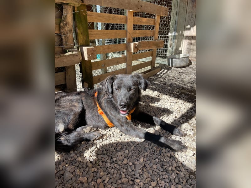 Grimm – Der junge, sanfte Mischlingsrüde sucht sein Zuhause