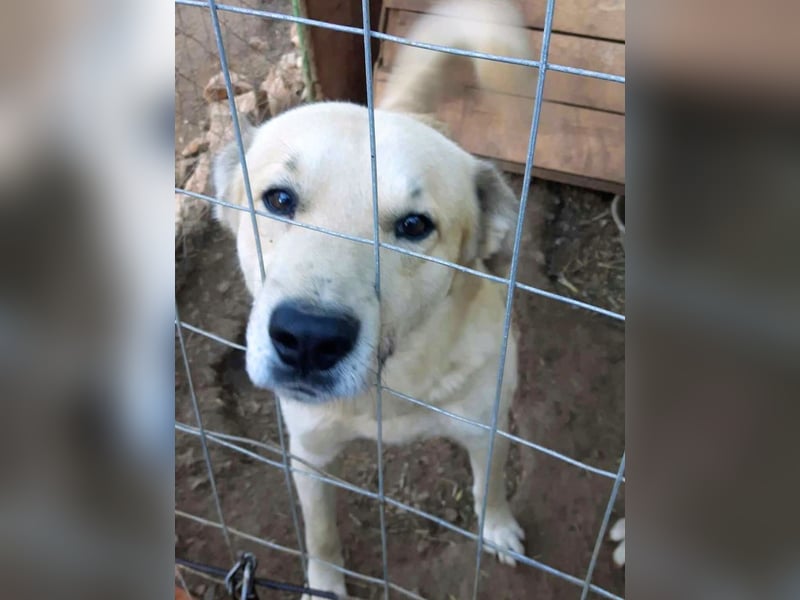 Gentleman Sunny wünscht sich ein Zuhause!