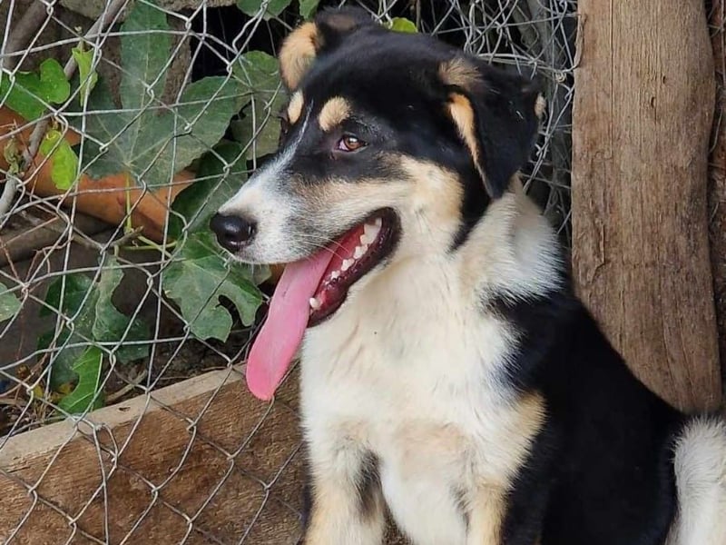 Jackson sucht ein aktives Zuhause!