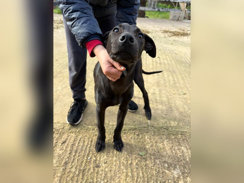 KIRA – aufgeweckt, kinderlieb und auf der Suche nach ihren Menschen