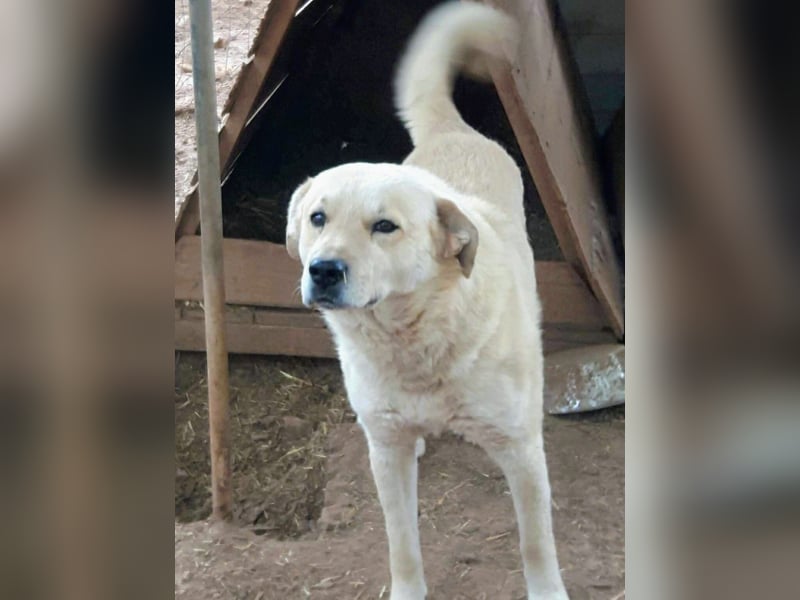 Gentleman Sunny wünscht sich ein Zuhause!