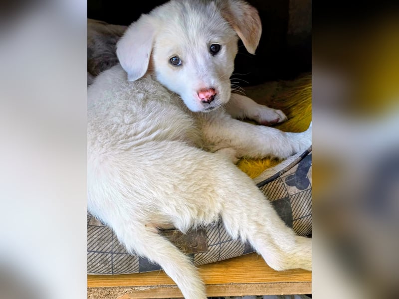 Aponi sucht ihr Für-immer-Zuhause