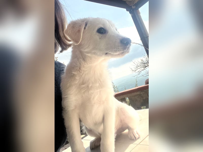 Otis – ein kleiner Sonnenschein auf der Suche nach einem Zuhause