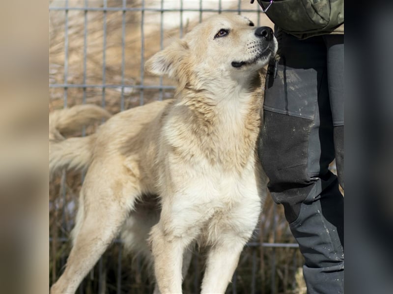 Aufgeschlossene MELODY