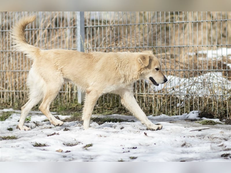 Aufgeschlossene MELODY