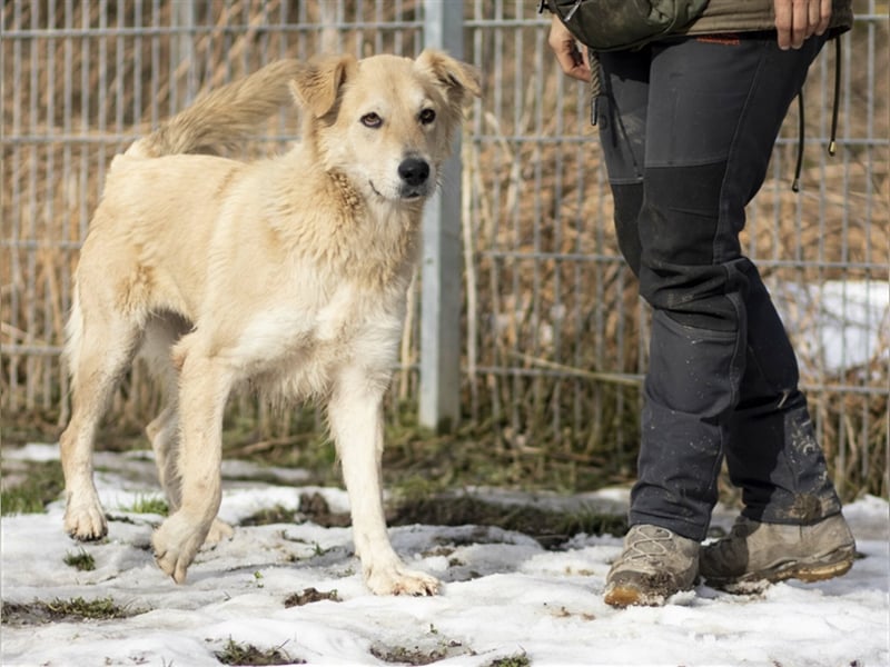 Aufgeschlossene MELODY