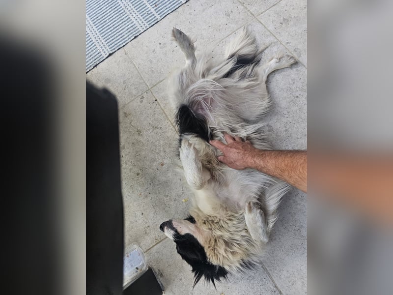 Liebe Tessa sucht ein Zuhause mit Mama Ria (D/ LUX/ CH)