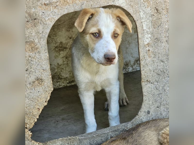 Welpe Teddy sucht Körbchen (D/CH/LUX)