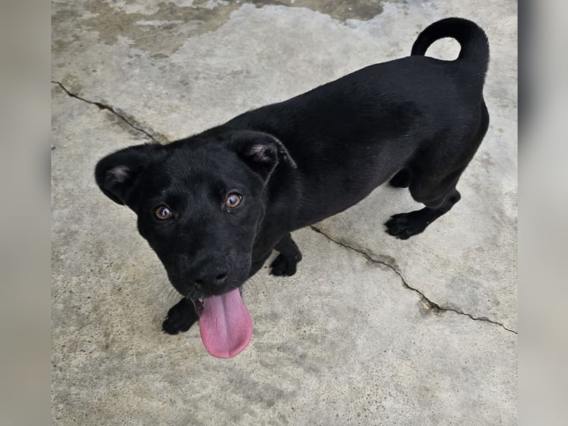 Sweetie - auch schwarze Welpen sind schön!