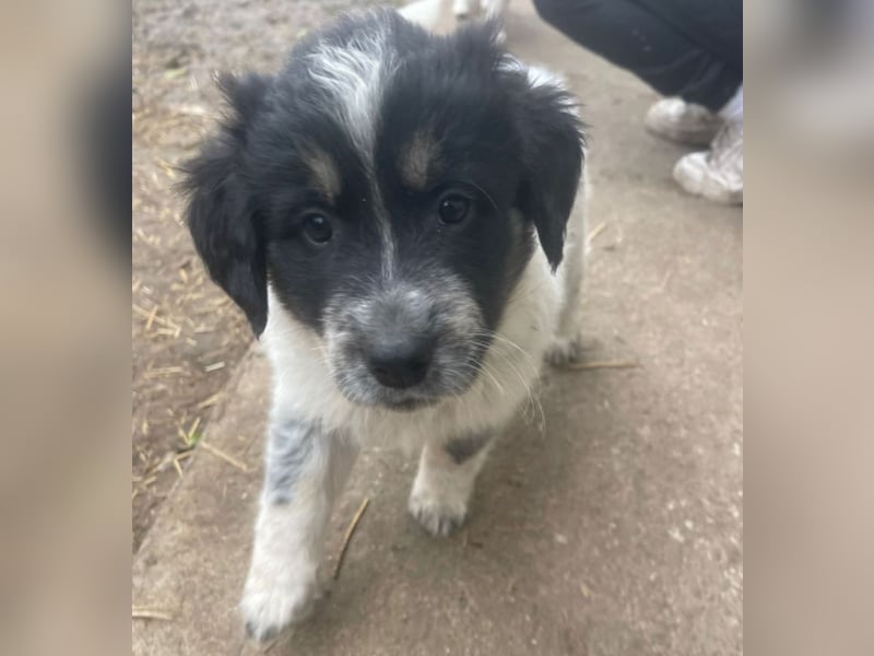 Welpenmädchen Phoebe sucht ihre Familie!