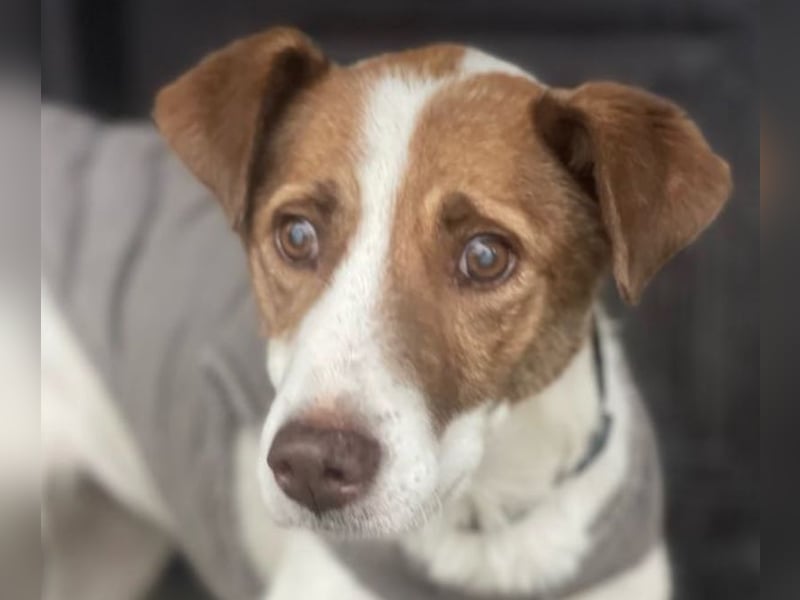 Babette - 3-jährige, liebe, sanfte Hündin mit Diabetes