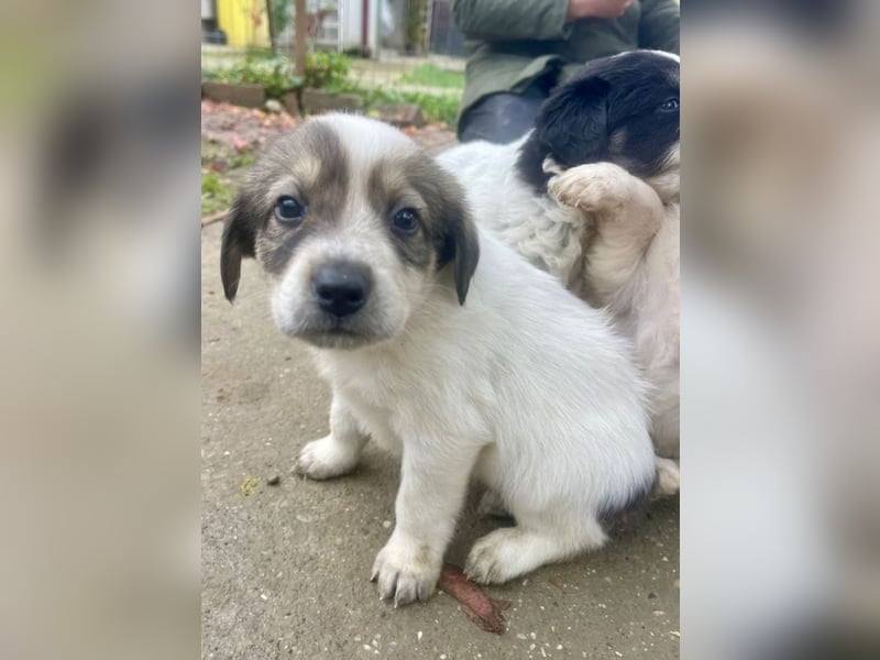 Die süße Nelly möchte so gerne ein Zuhause in D!