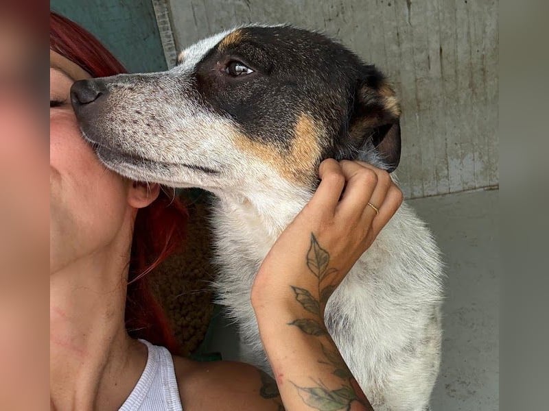 Rasty - schüchterner, 3-jähriger, lieber Rüde sucht ruhiges Zuhause