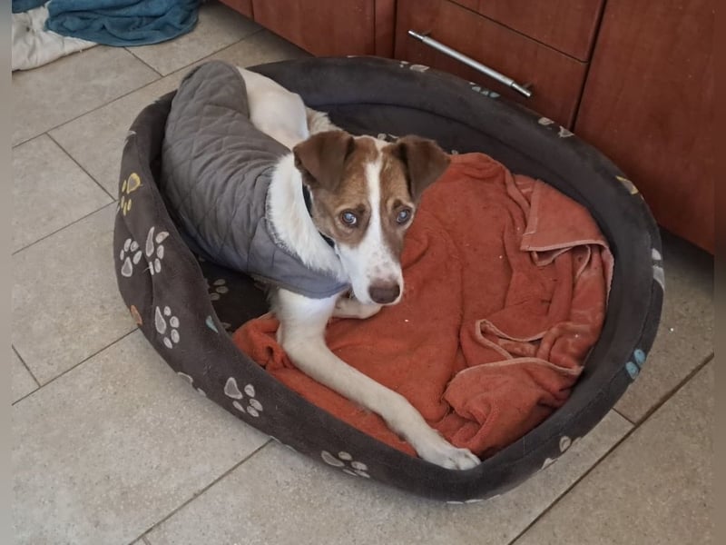 Babette - 3-jährige, liebe, sanfte Hündin mit Diabetes