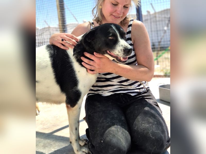Akira - 4 Jahre, lieb, verschmust, freundlich, verträglich mit Artgenossen