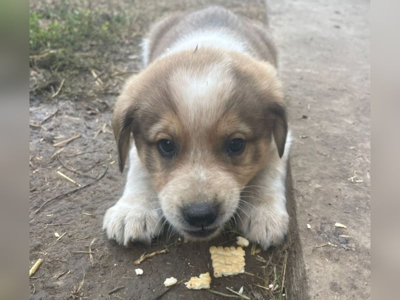 Nuggets - Kleiner Entdecker