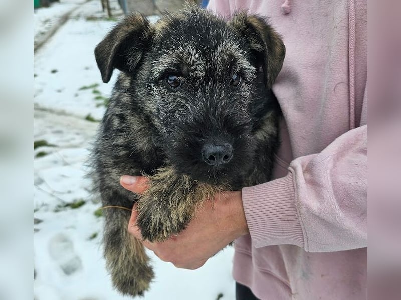 Cleo - gerettet aus der Tötung!