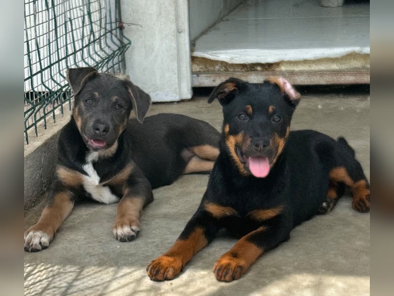 Welpenmädchen Dina sucht Körbchen (D/CH/LUX)