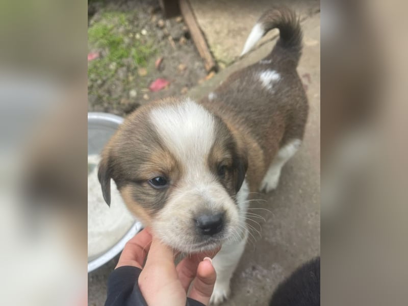 Nuggets - Kleiner Entdecker