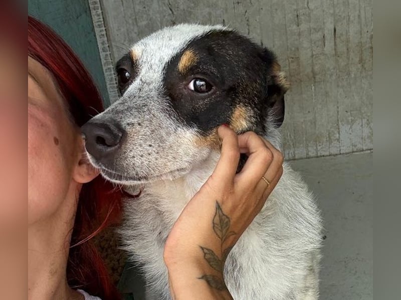 Rasty - schüchterner, 3-jähriger, lieber Rüde sucht ruhiges Zuhause