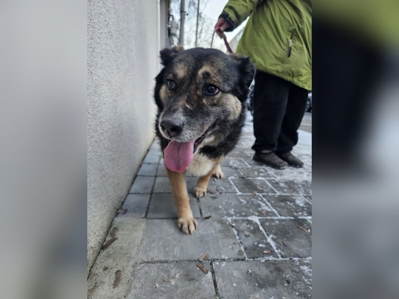 Kiruna sucht endlich ihr Körbchen