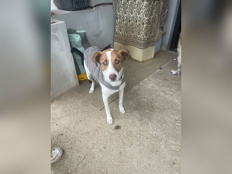 Babette - 3-jährige, liebe, sanfte Hündin mit Diabetes