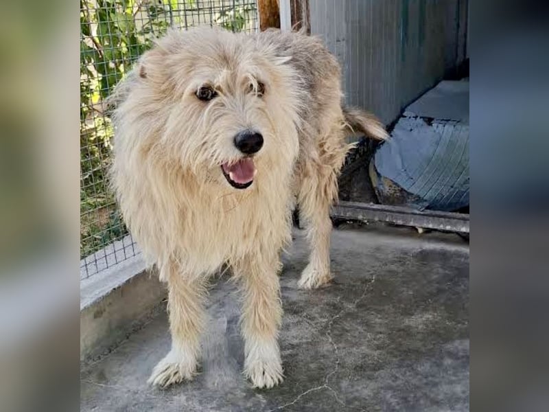 Juline - schüchterner Wuschel