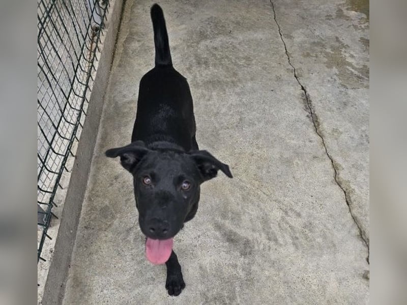 Welpe Blacky - wer gibt einem schwarzen Welpen eine Chance?