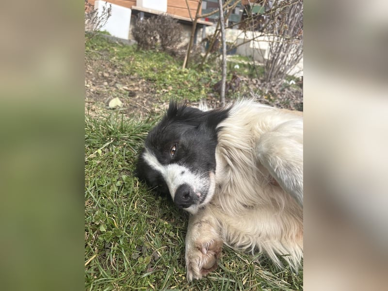 Liebe Tessa sucht ein Zuhause mit Mama Ria (D/ LUX/ CH)