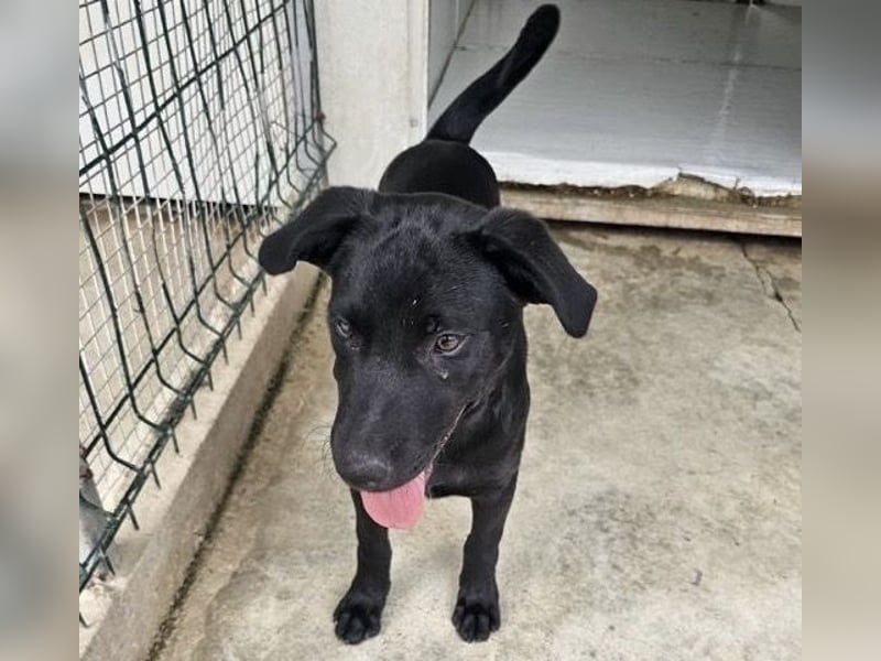 Welpe Blacky - wer gibt einem schwarzen Welpen eine Chance?