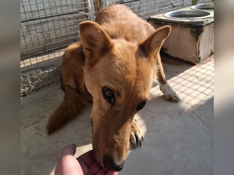 Sienna - schöne Hündin mit viel Potenzial sucht Zuhause (D/ CH/ LUX)
