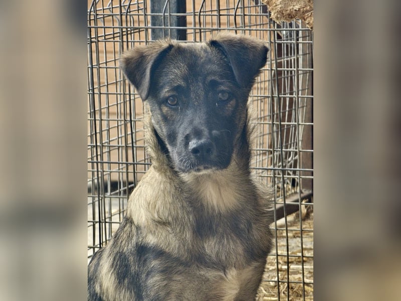 Mila - ängstliches Mädchen sucht liebevolle, empathische Menschen