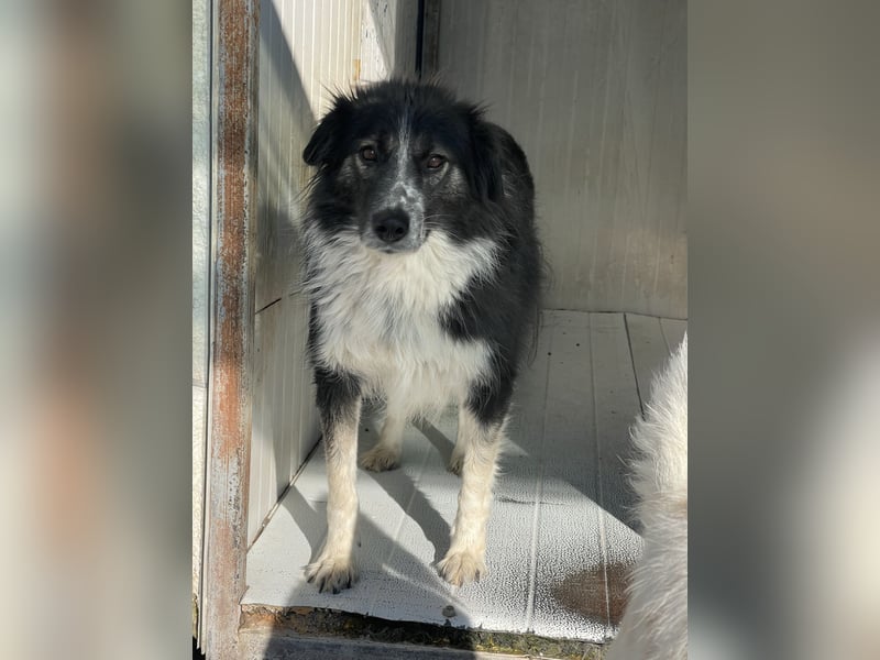 Ruhige Seele Angel sucht ihr Zuhause (D/CH/LUX)