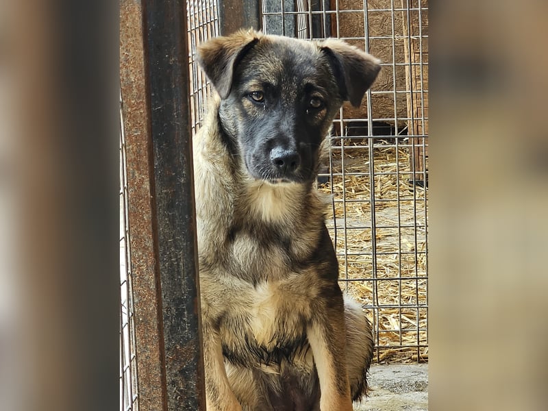 Mila - ängstliches Mädchen sucht liebevolle, empathische Menschen