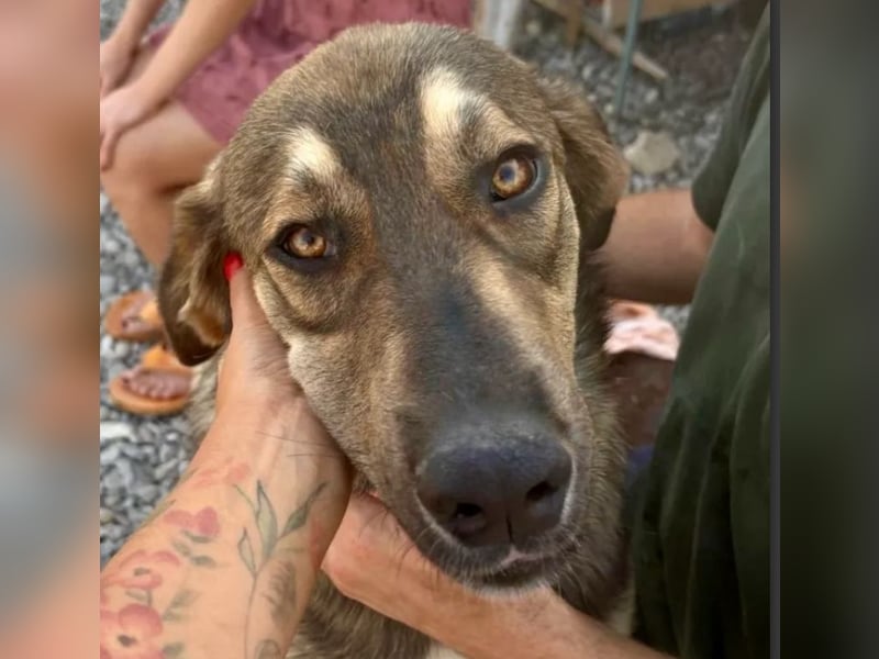 Pedro - Sonnenschein sucht Zuhause