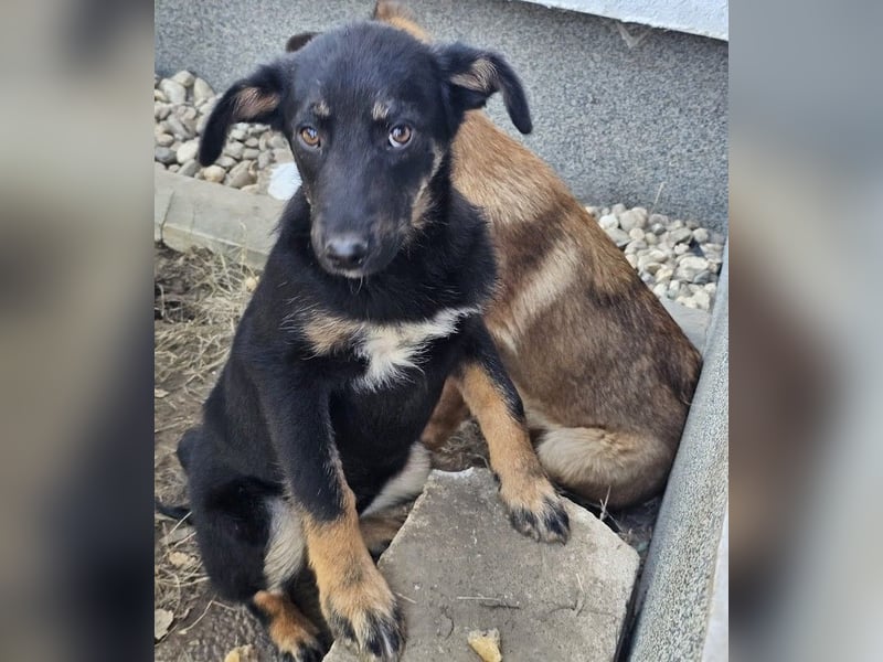 Welpe Leia - kennt Hunde, Katzen, Kinder (Vermittlung D/ LUX/ CH)