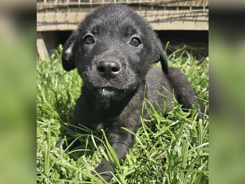 Welpenbub Giotto sucht Familie (D bundesweit/CH/LUX)