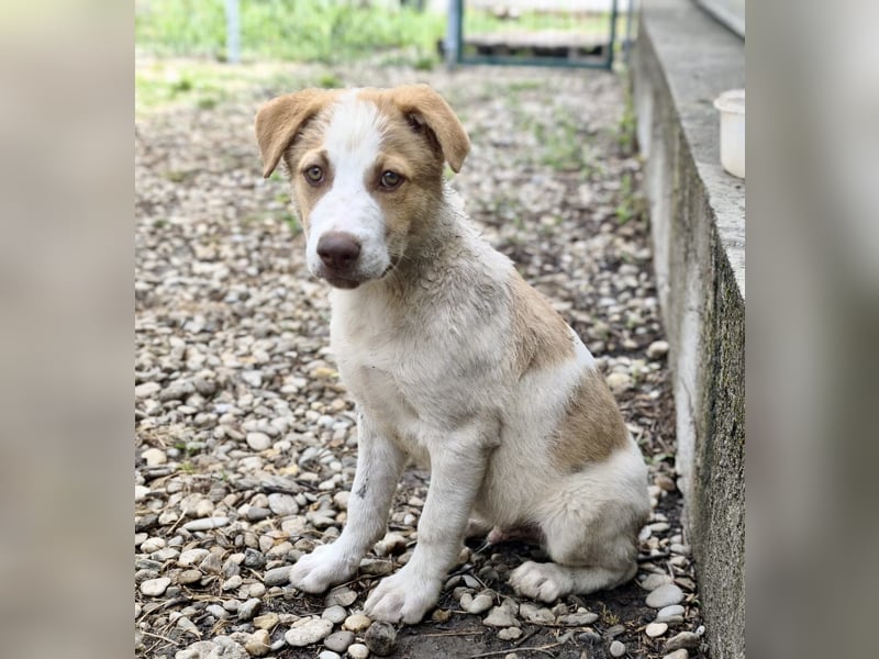 Welpe Teddy sucht Körbchen (D/CH/LUX)