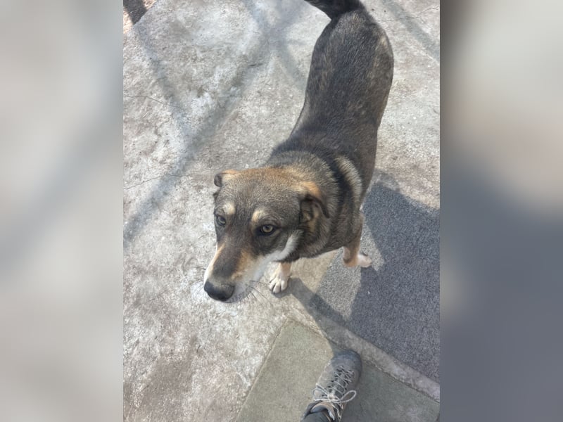 Verschmuster Duke sehnt sich nach Liebe!