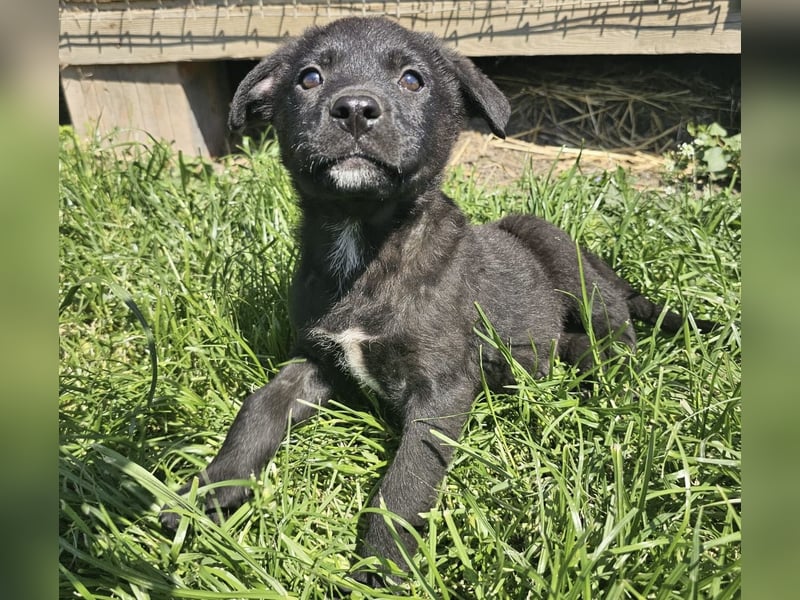 Welpenbub Giotto sucht Familie (D bundesweit/CH/LUX)