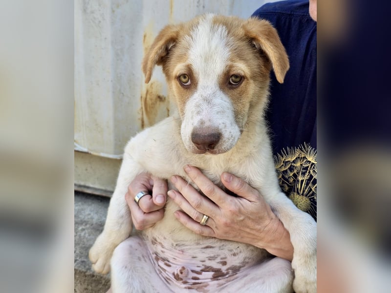 Welpe Teddy sucht Körbchen (D/CH/LUX)