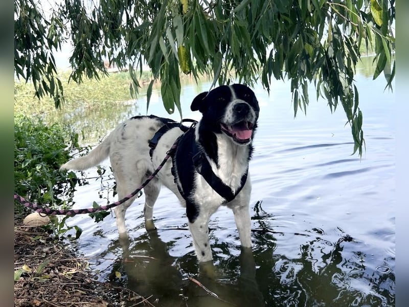Akira - 4 Jahre, lieb, verschmust, freundlich, verträglich mit Artgenossen