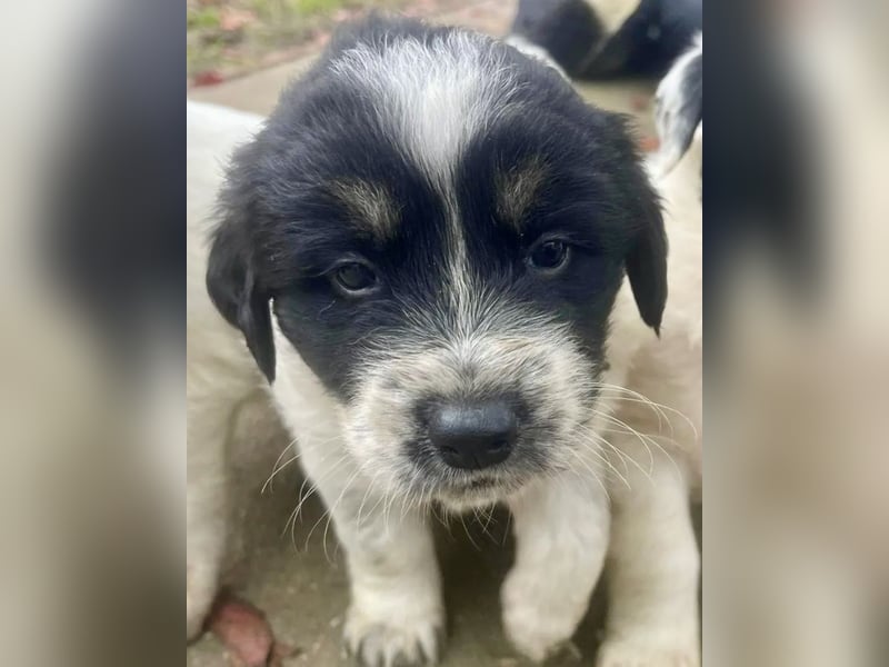 Welpenmädchen Phoebe sucht ihre Familie!