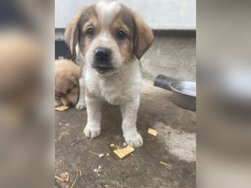 Nuggets - Kleiner Entdecker