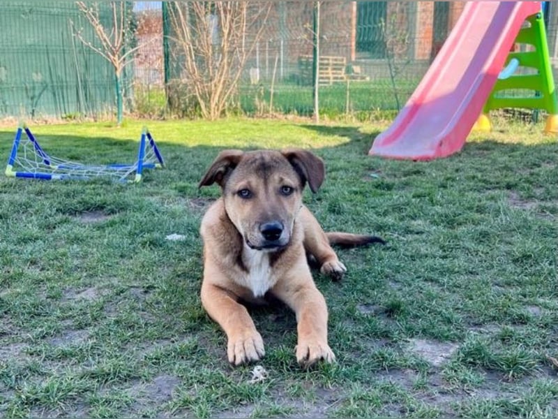 Welpe Leo - mag Katzen, Hunde und Kinder