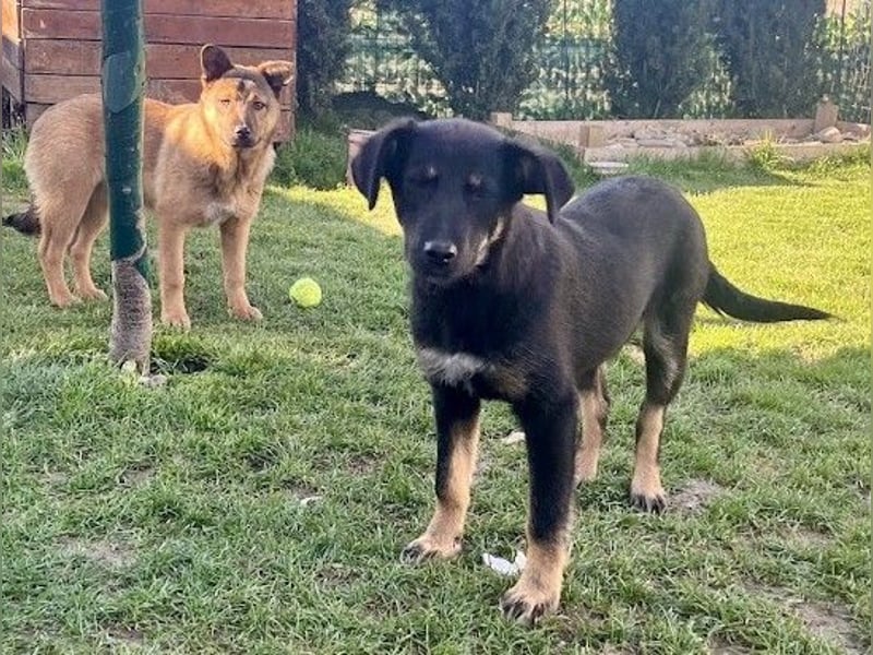 Welpe Leia - kennt Hunde, Katzen, Kinder (Vermittlung D/ LUX/ CH)