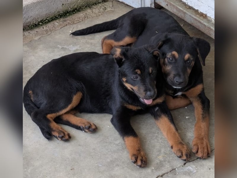 Welpenmädchen Dina sucht Körbchen (D/CH/LUX)