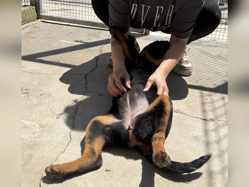 Welpenmädchen Dina sucht Körbchen (D/CH/LUX)